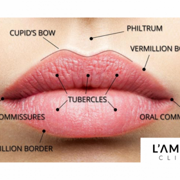 A Guide To Lip Anatomy