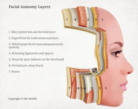 A Guide to Facial and Skin Anatomy